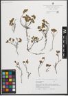 Foto von Salix herbacea L.